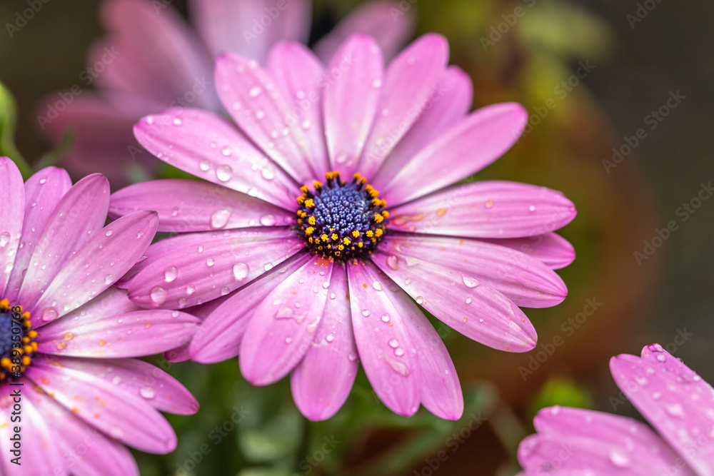 デイジーの花 春のイメージ デイジーの花 春のイメージ