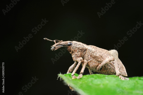 weevils inhabit nature