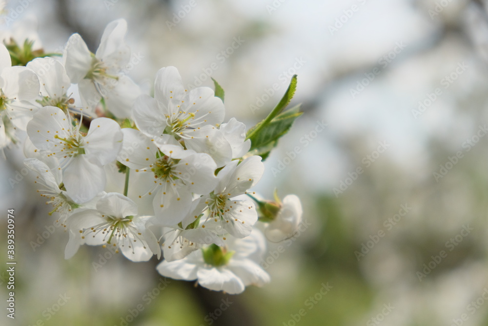 A branch of a blossoming cherry tree. Inflorescence of white cherry flowers in spring.