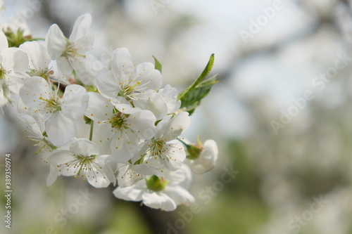 A branch of a blossoming cherry tree. Inflorescence of white cherry flowers in spring. © Oleksii