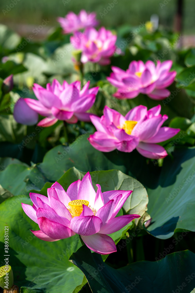 蓮の花　夏のイメージ