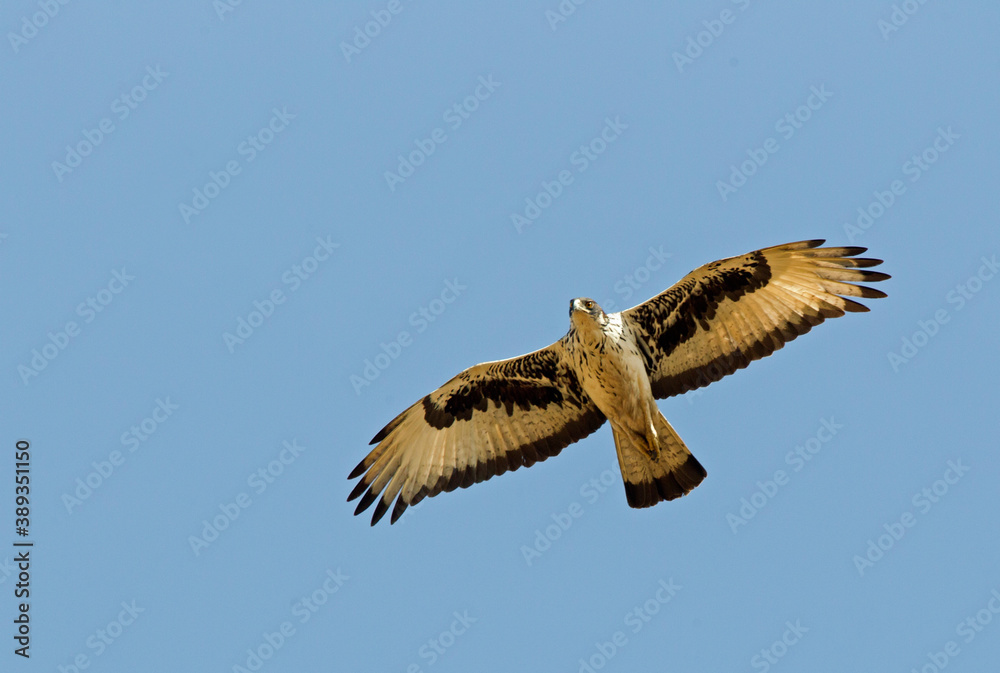 African hawk-eagle, Aquila spilogaster African hawk-eagle, Aquila spilogaster