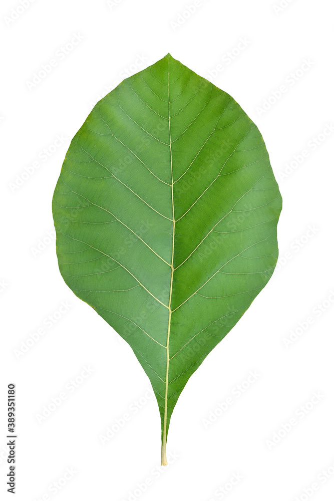 Obraz premium Front view of Teak leaf isolated on white background. Clipping path.