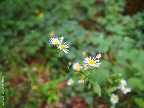 Photo couleur  gros plan de nature  fleurs  marguerites  blanc  jaune  vert  plantes dans la for  t  bois  tiges  branches  ballade  randonn  e  printemps  saisons    t    feuilles.