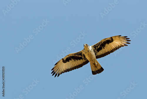 African hawk-eagle  Aquila spilogaster