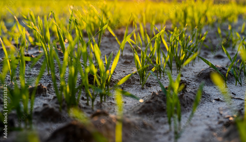 Close up young green wheat seedlings growing in a soil on a field in a sunset. Close up on sprouting rye agriculture on a field in sunset. Sprouts of rye. Wheat grows in chernozem planted in autumn. Close up young green wheat seedlings growing in a soil on a field in a sunset. Close up on sprouting rye agriculture on a field in sunset. Sprouts of rye. Wheat grows in chernozem planted in autumn.