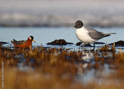 Sabine's Gull, Xema sabini photo