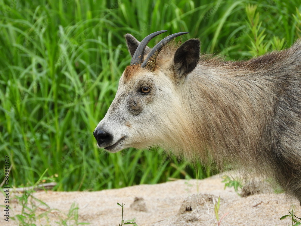 Fototapeta premium 二ホンカモシカ