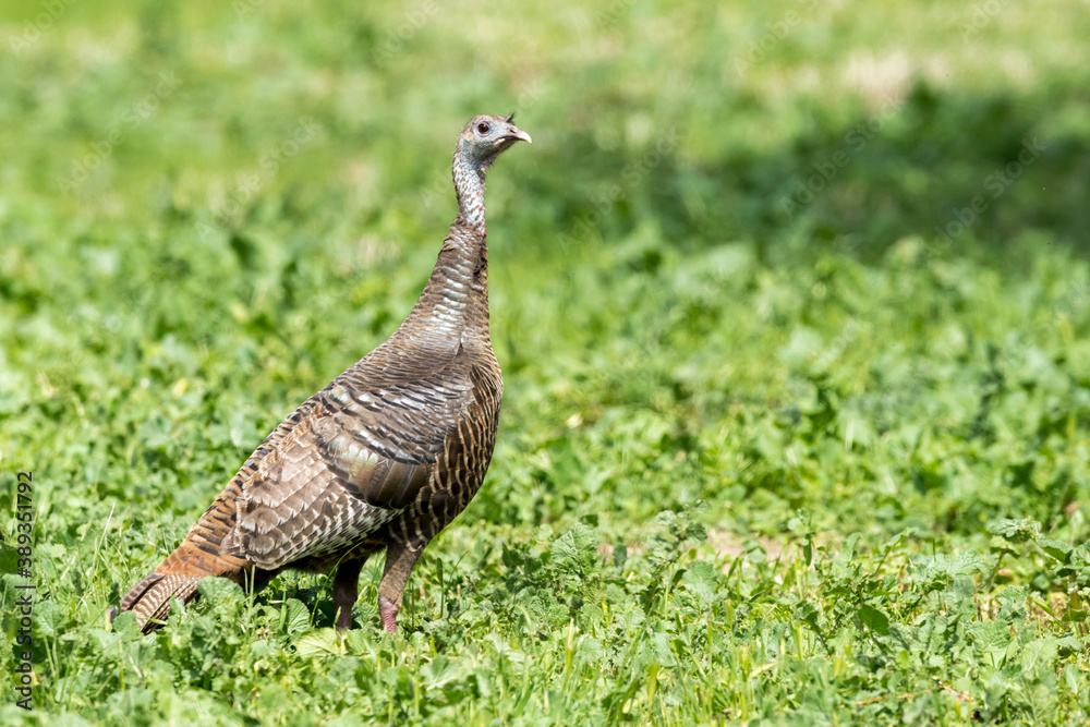 Wild Turkey, Meleagris gallopavo Wild Turkey, Meleagris gallopavo