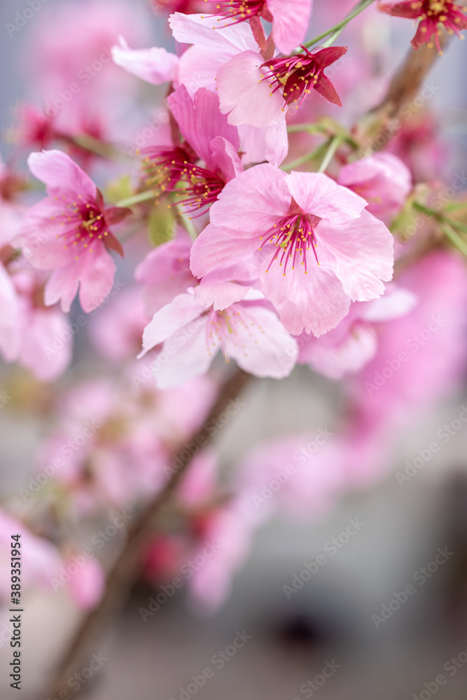 桜の花　春のイメージ