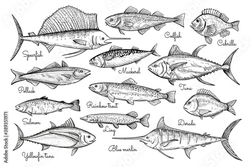 Fish sketch style illustration. Hand drawn vector illustration. Seafood. photo