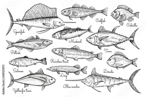 Fish sketch style illustration. Hand drawn vector illustration. Seafood.