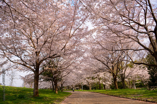 公園の桜並木