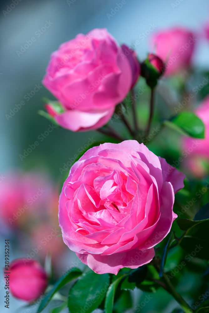 Obraz premium バラの花