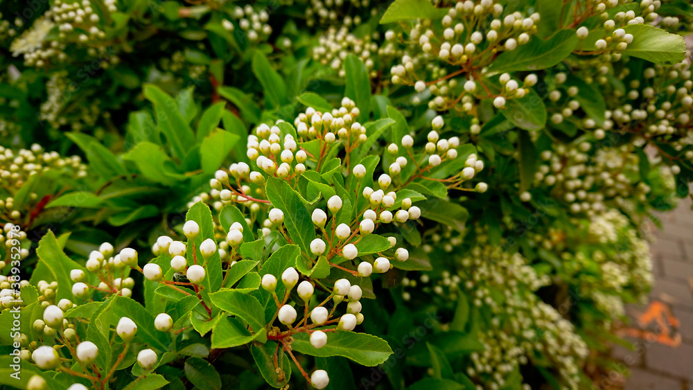 White Flowers and Leaves of Blossoming Sorbus Aucuparia, commonly called Rowan Tree White Flowers and Leaves of Blossoming Sorbus Aucuparia, commonly called Rowan Tree