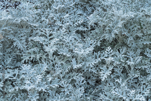 blue winter plant. open background  a pattern of plants covered in frost