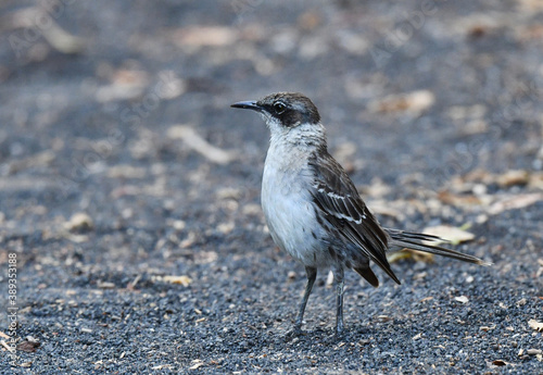 Galapagos Mockingbird, Mimus parvulus photo