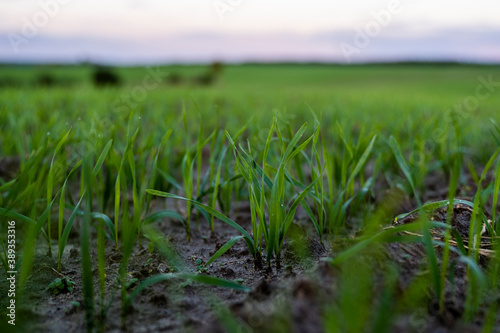 Close up young wheat seedlings growing in a field. Green wheat growing in soil. Close up on sprouting rye agriculture on a field in sunset. Sprouts of rye. Wheat grows in chernozem planted in autumn.