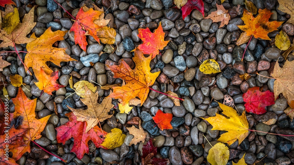 autumn leaves background autumn leaves background