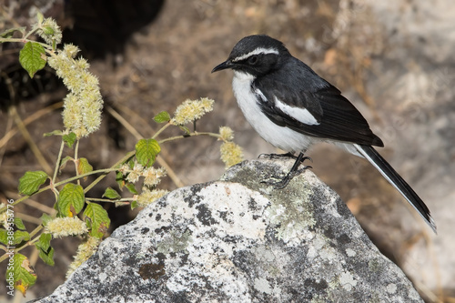 Angolan Cave Chat, Cossypha ansorgei photo