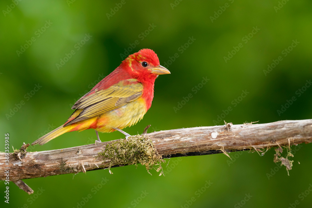 Obraz premium Summer Tanager, Piranga rubra