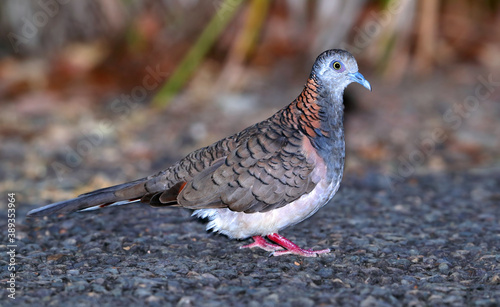 Bar-shouldered Dove, Geopelia humerals, in Australia photo