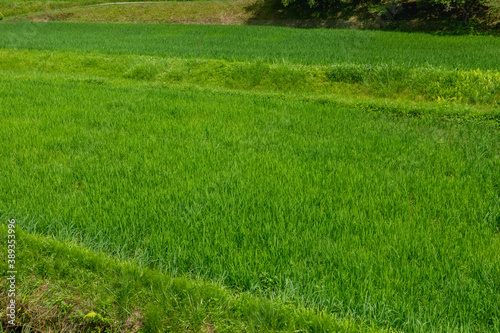 日本で撮影した稲田の写真。農業のイメージ。