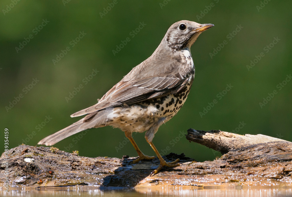 Fototapeta premium Grote Lijster, Mistle Thrush, Turdus viscivorus