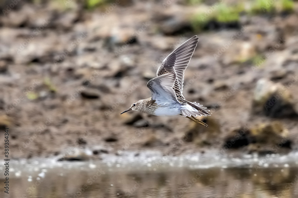 Pectoral Sandpiper, Calidris melanotos Pectoral Sandpiper, Calidris melanotos