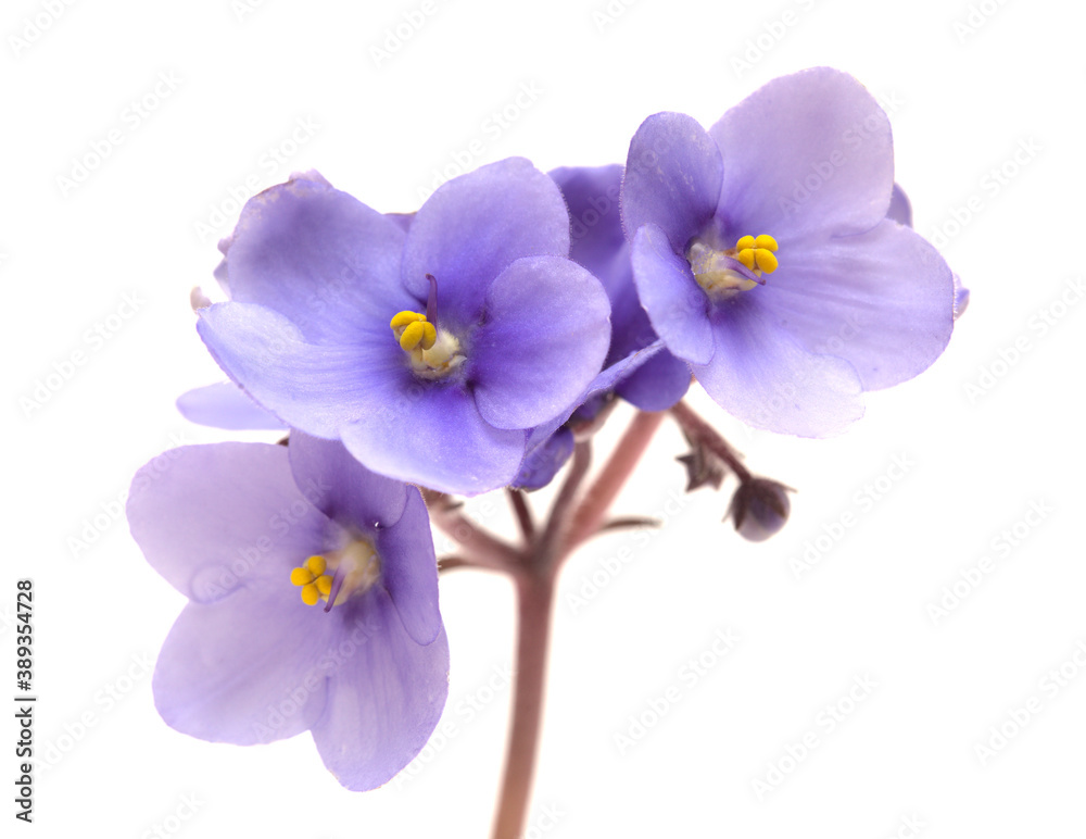 Blue african violet isolated on white background