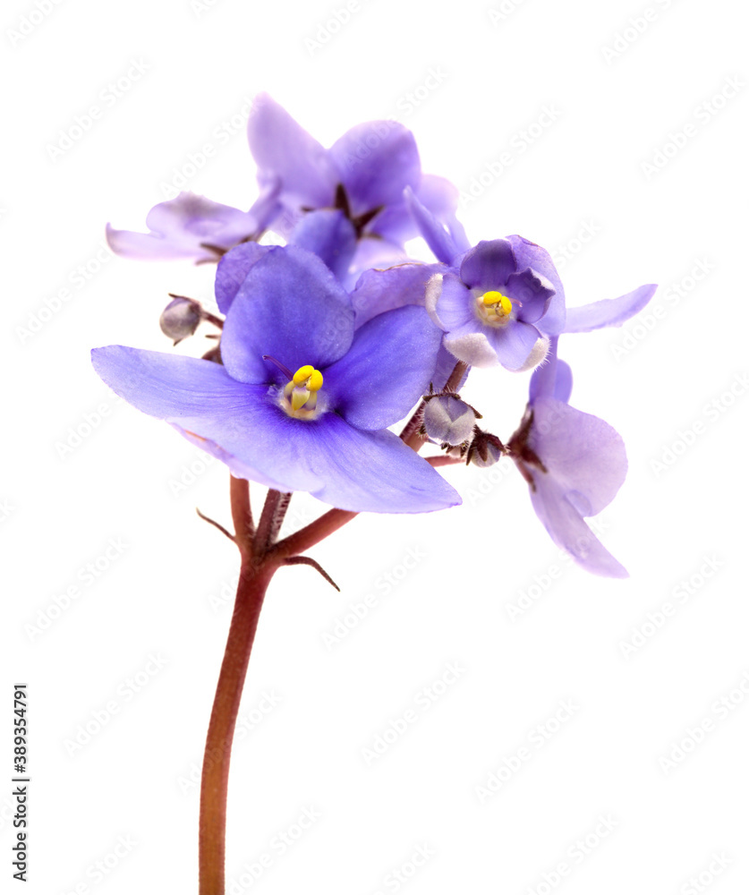 Obraz premium Blue african violet isolated on white background