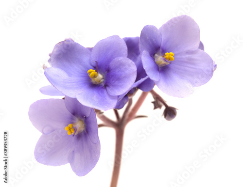 Blue african violet isolated on white background photo