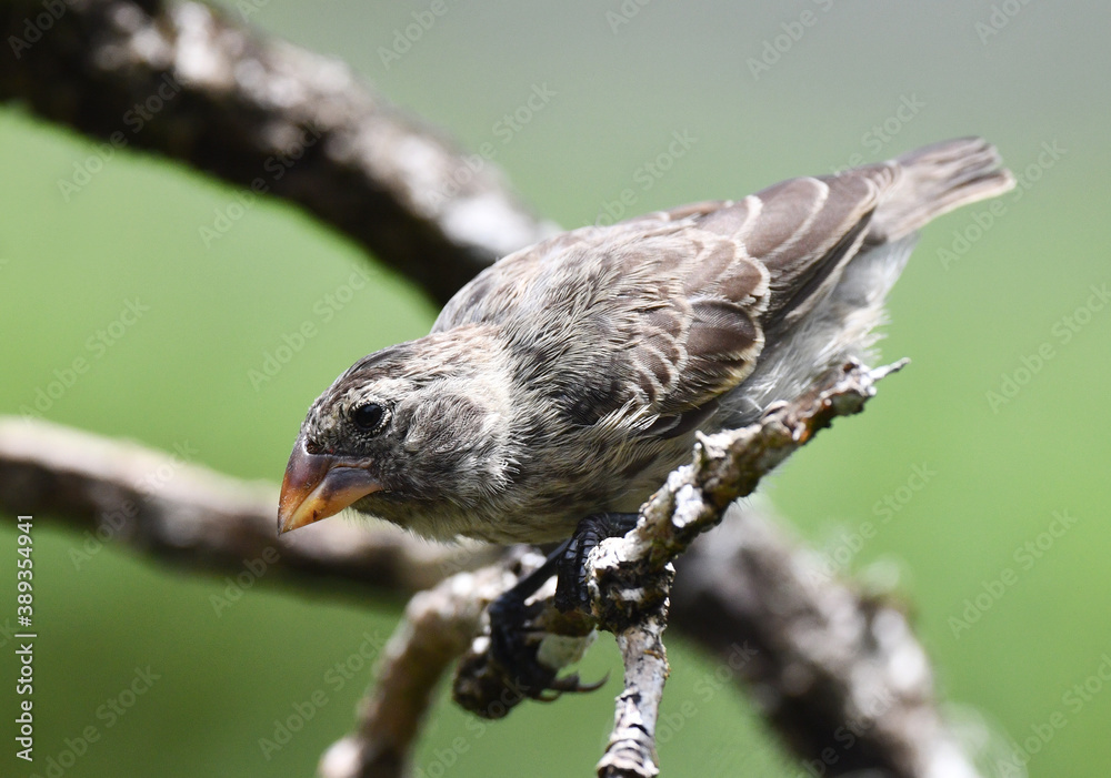 Naklejka premium Large Tree Finch, Camarhynchus psittacula