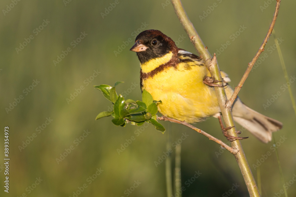 Yellow-breasted Bunting, Emberiza aureola aureola