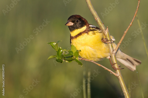 Yellow-breasted Bunting, Emberiza aureola aureola