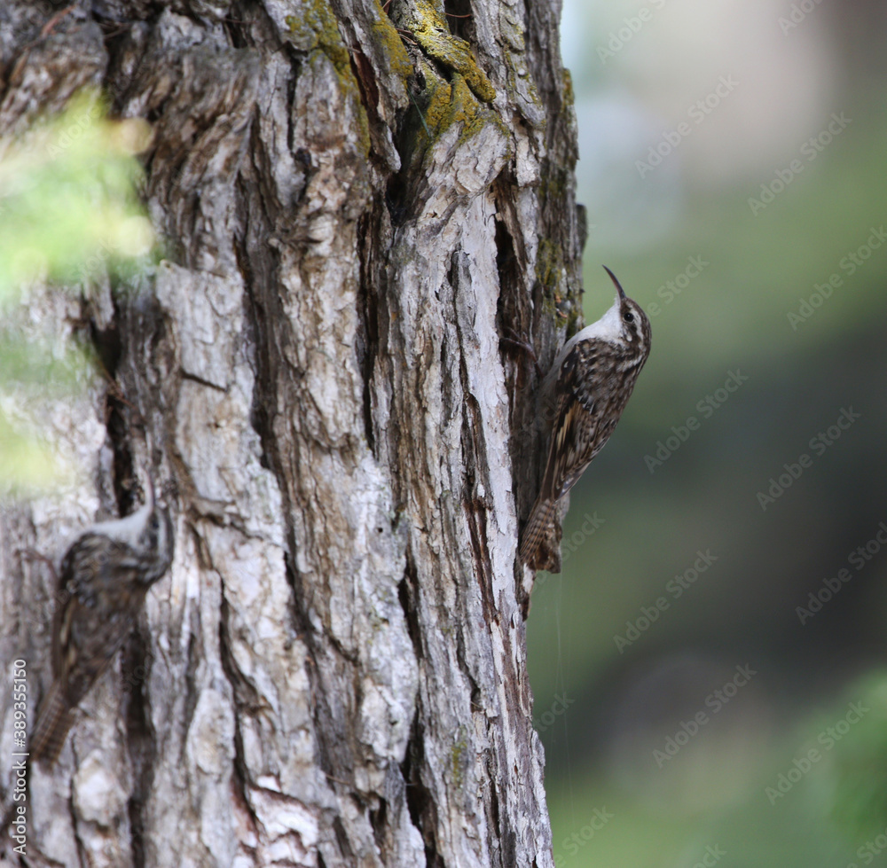 Bar-tailed Treecreeper, Certhia himalayana Bar-tailed Treecreeper, Certhia himalayana