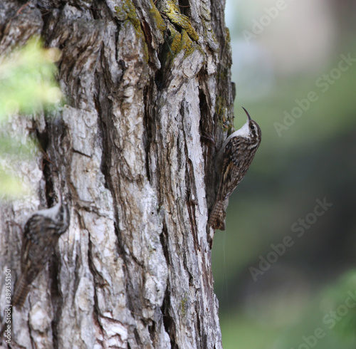 Bar-tailed Treecreeper, Certhia himalayana