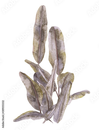 Banana bush. Tropical leaves painted by watercolor isolated on white background.