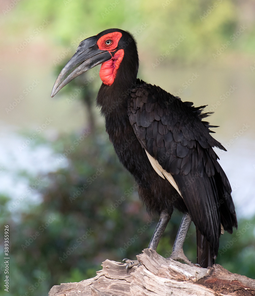 Southern Ground Hornbill, Bucorvus leadbeateri