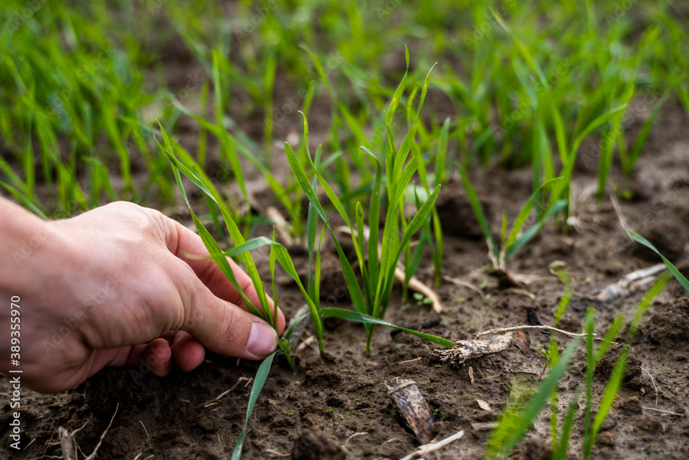 Close up young green wheat seedlings growing in a soil on a field in a sunset. Close up on sprouting rye agriculture on a field in sunset. Sprouts of rye. Wheat grows in chernozem planted in autumn. Close up young green wheat seedlings growing in a soil on a field in a sunset. Close up on sprouting rye agriculture on a field in sunset. Sprouts of rye. Wheat grows in chernozem planted in autumn.