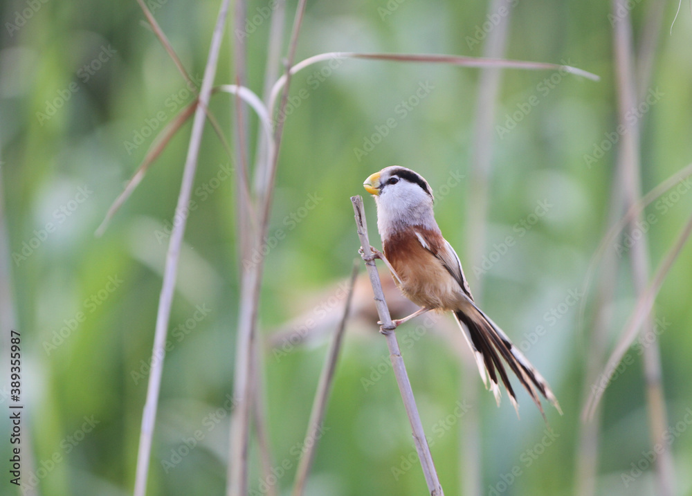 Reed Parrotbill, Paradoxornis heudei