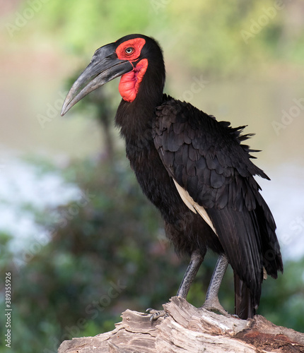 Obraz na płótnie Southern Ground Hornbill, Bucorvus leadbeateri w salonie