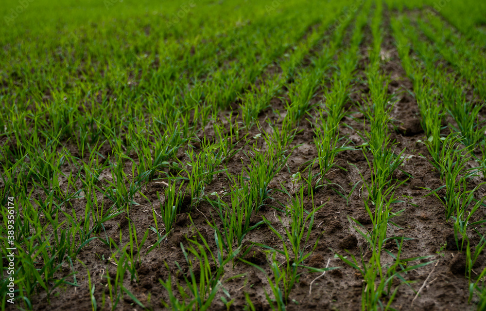 Close up young green wheat seedlings growing in a soil on a field in a sunset. Close up on sprouting rye agriculture on a field in sunset. Sprouts of rye. Wheat grows in chernozem planted in autumn. Close up young green wheat seedlings growing in a soil on a field in a sunset. Close up on sprouting rye agriculture on a field in sunset. Sprouts of rye. Wheat grows in chernozem planted in autumn.