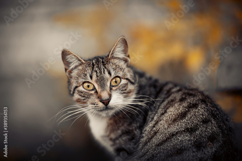 Portrait of a street homeless tabby cat © Azaliya (Elya Vatel)