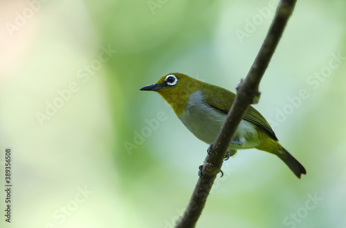 Pale-bellied White-eye, Zosterops consobrinorum