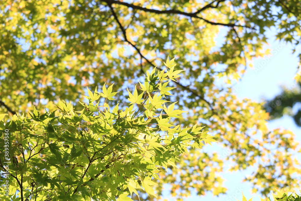 青紅葉