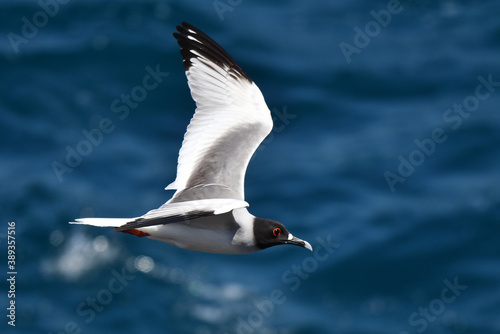 Swallow-tailed Gull, Creagrus furcatus