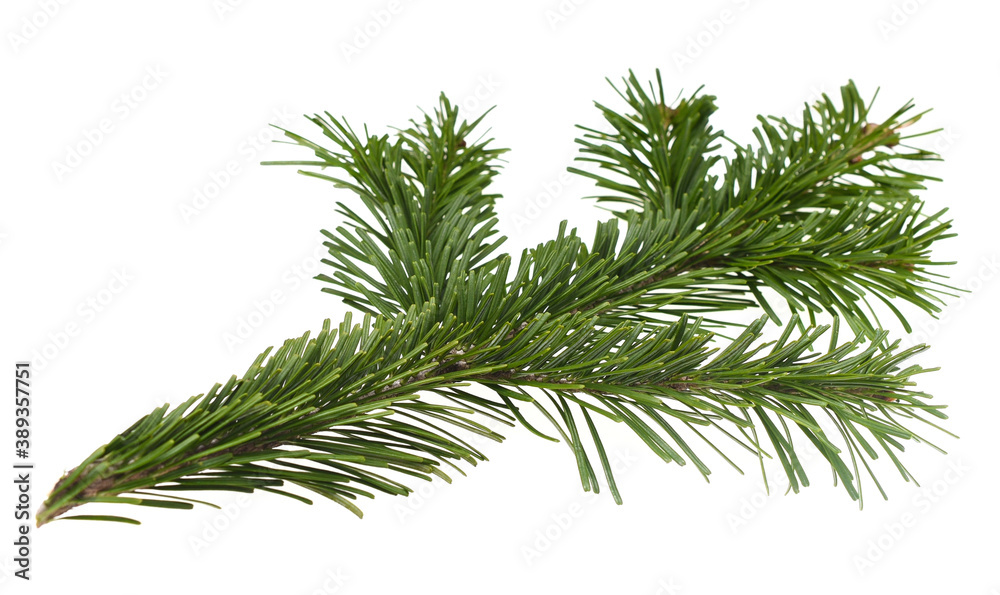 branch of tree branch of tree