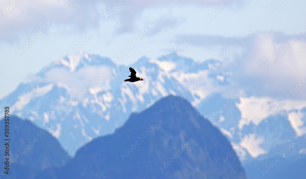 Tufted Puffin, Fratercula cirrhata Tufted Puffin, Fratercula cirrhata