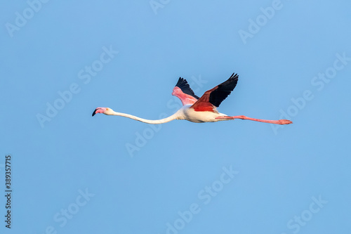 Greater Flamingo,.Phoenicopterus roseus